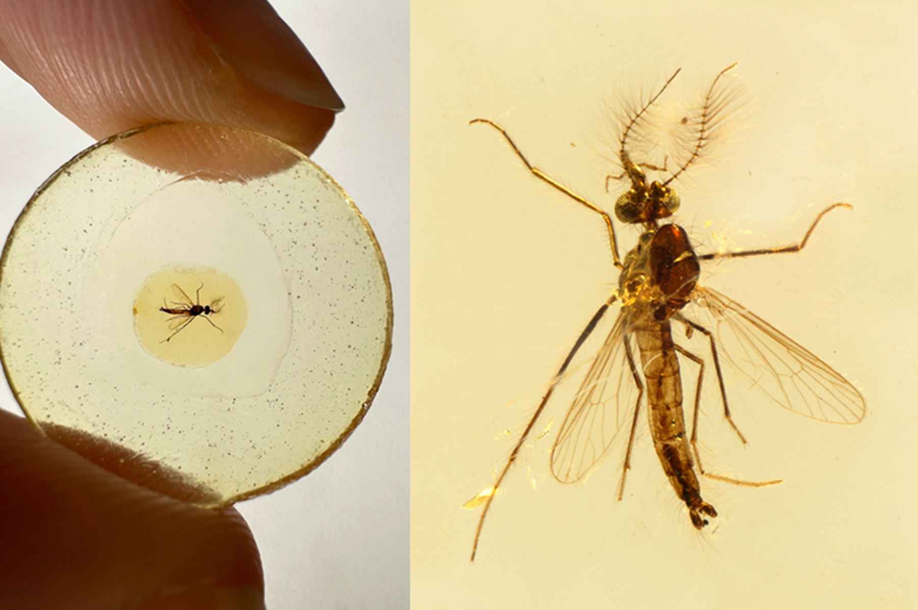 Fossil Suggests Ancient Male Mosquitoes Likely Suck Blood