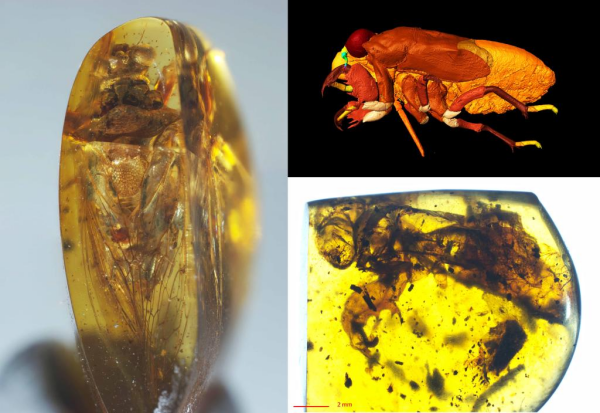 缅甸克钦琥珀中的蝉总科成虫（左）、末龄幼虫（右上，显微CT图）和蝉蜕化石（右下）。（中国科学院南京地质古生物研究所供图）