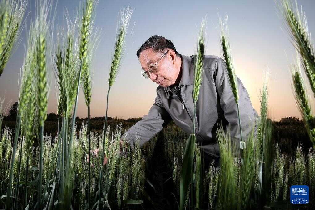 Top Geneticist Honored for Boosting Grain Production