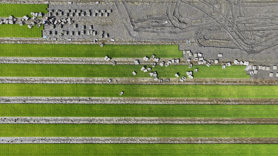 Scientists Unveil How Rice Adapts to Cold, Supports 200-year-old Evolution Theory