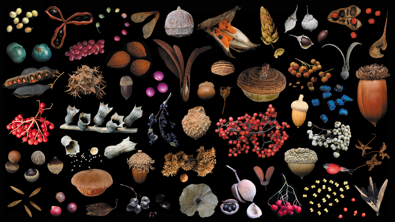 New Chinese Database Bridges Global Gaps in Plant Trait Data