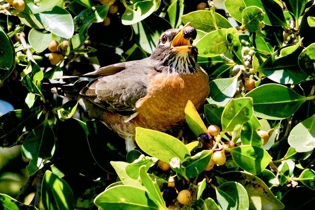 Chinese Scientists Uncover Why Birds Are Sour Tolerant