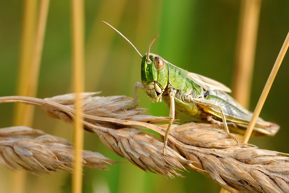 Chinese Researchers Reveal Key Mechanism behind Locust Outbreaks