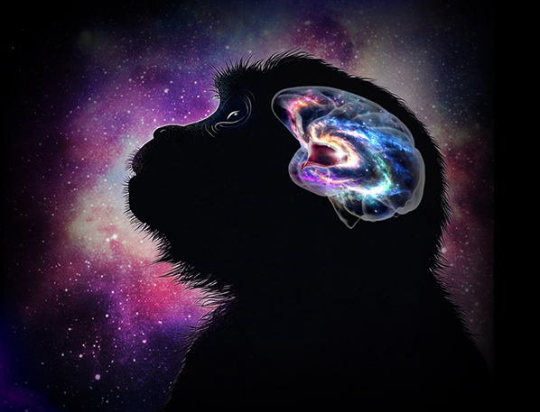 Chinese-led International Team Releases Landmark Findings on Mesoscale Brain Mapping Research