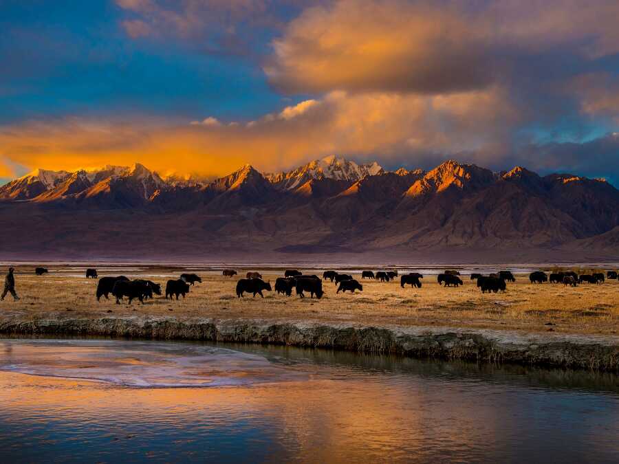 Chinese, Global Experts Share Strategies for Biodiversity Conservation in Arid Lands