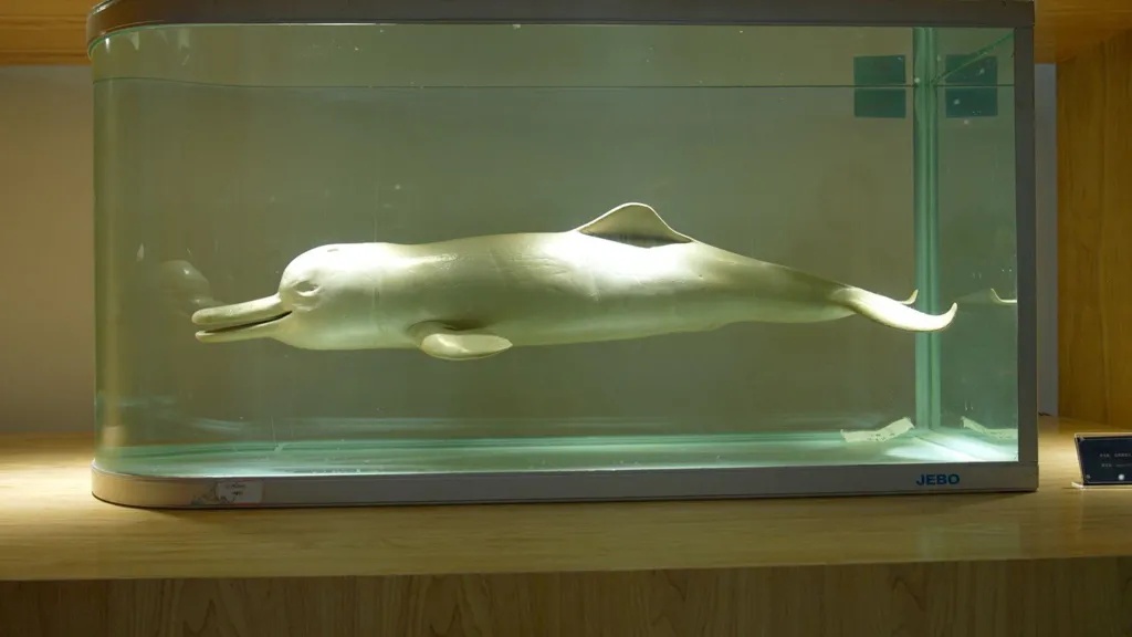 Saving China's Finless Porpoise from the Brink of Extinction