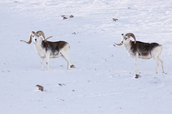 Guardians across Pamirs: Chinese, Tajik Scientists Unite to Protect Plateau Wildlife