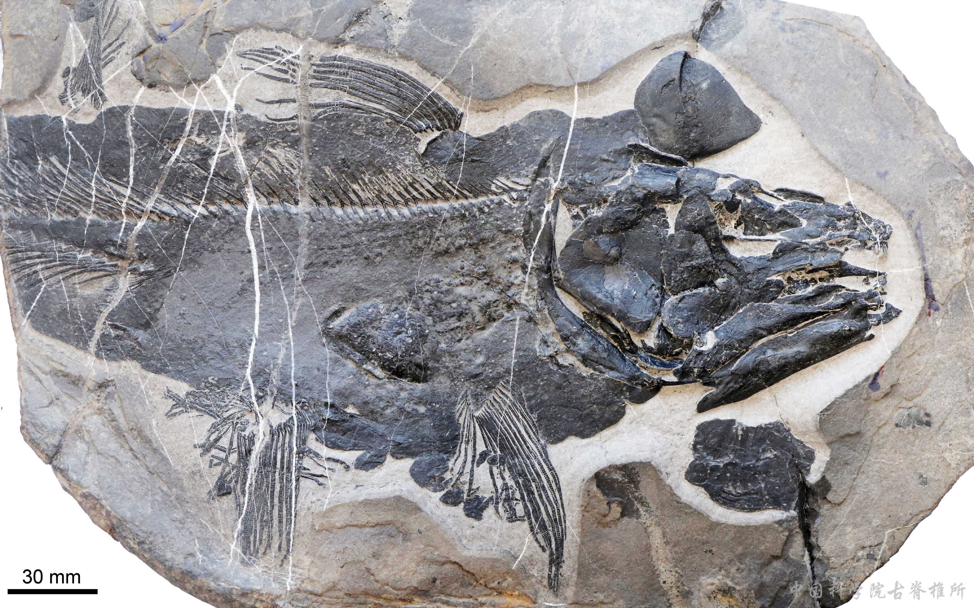 Chinese Scientists Discover 249-million-year-old Fish Fossil