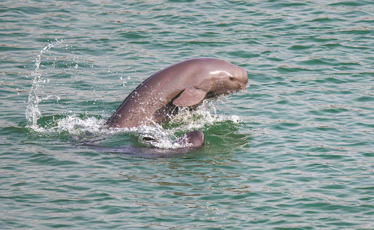 Yangtze Porpoise Swims Back from the Brink