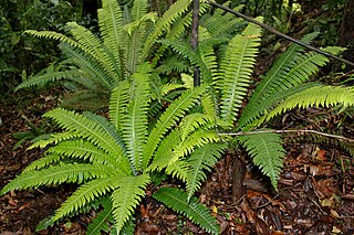 Chinese Scientists Discover Rare-earth Biomineralization in Ferns, Boosting Prospects for Sustainable Supply