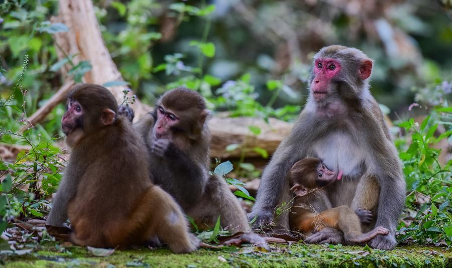 Chinese Zoologists Reveal Molecular Landscape of Aging Monkeys