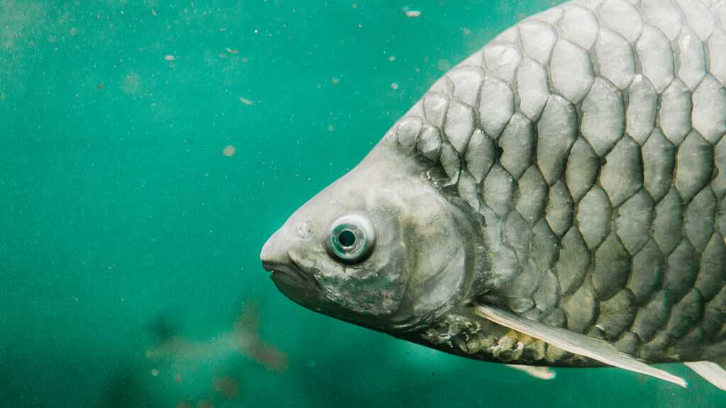 中国科学院、食用向け「骨なし魚」を遺伝子編集で開発(China Creates New ‘Bone-Free’ Fish for the Dinner Table)