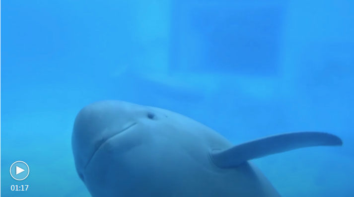 Artificially Bred Male Finless Porpoise Turns Two