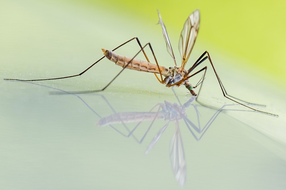 Scientists Make Breakthrough in Mating Habits of Mosquitoes
