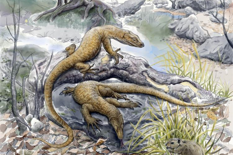 Monitor Lizard Fossil Confirms Asian Origin