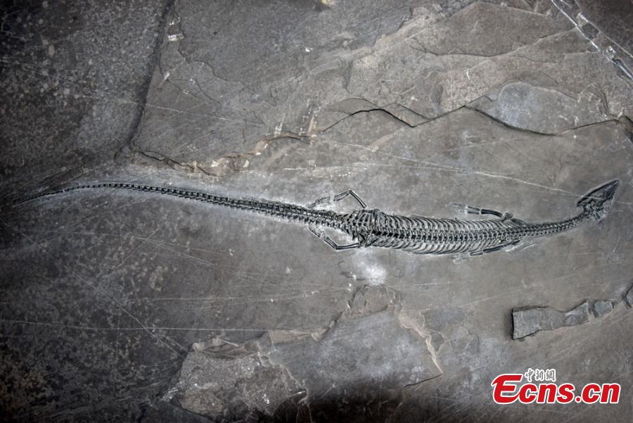 244-million-year-old Marine Reptile with the World's Longest Tail Discovered in Yunnan