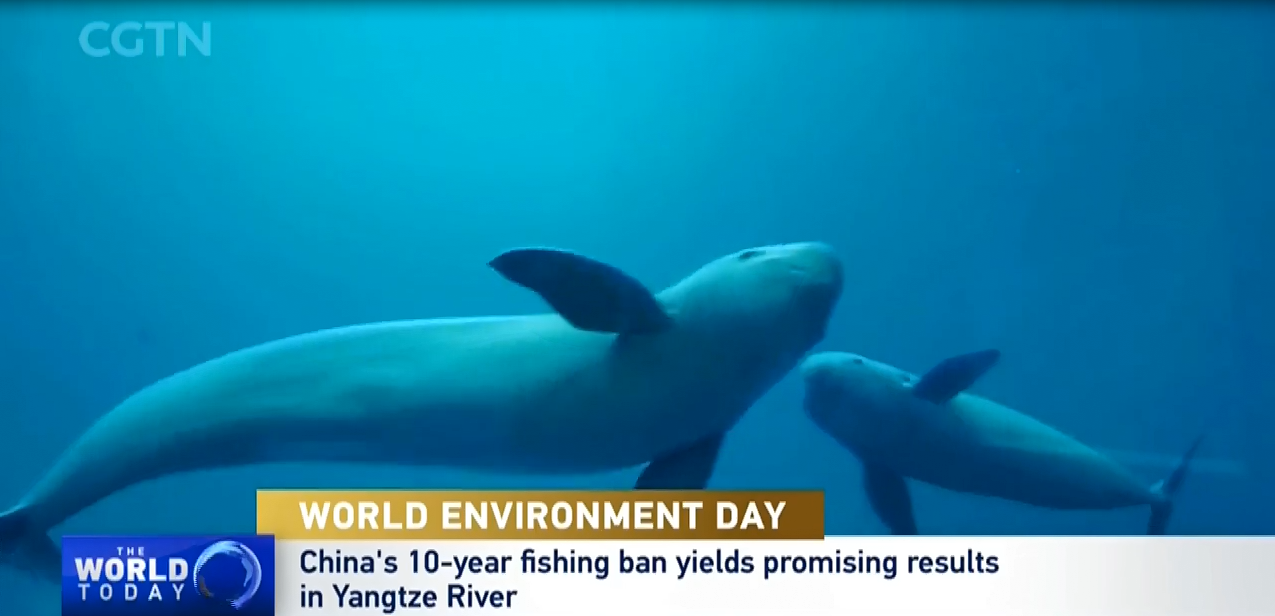 World Environment Day: China's 10-year Fishing Ban Yields Promising Results in Yangtze River