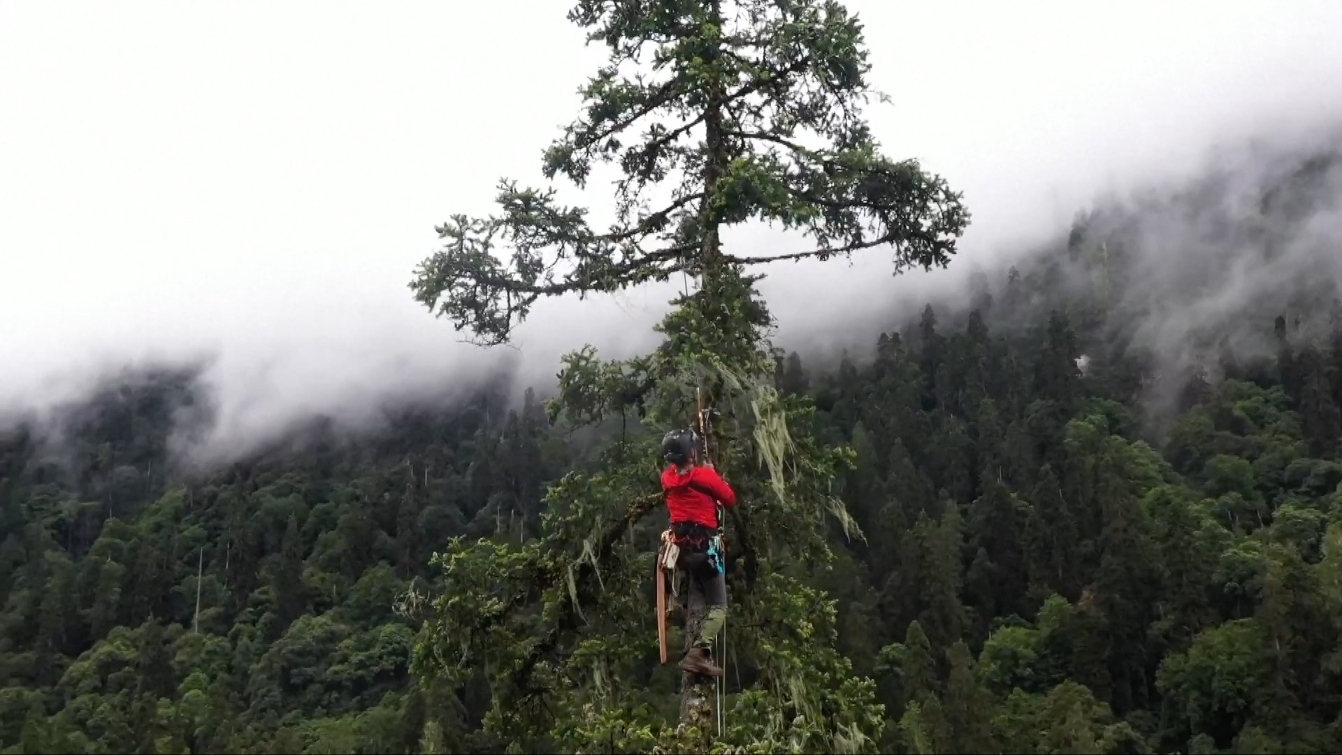 China's Tallest Tree Found in Tibet with Height of 83.4 Meters