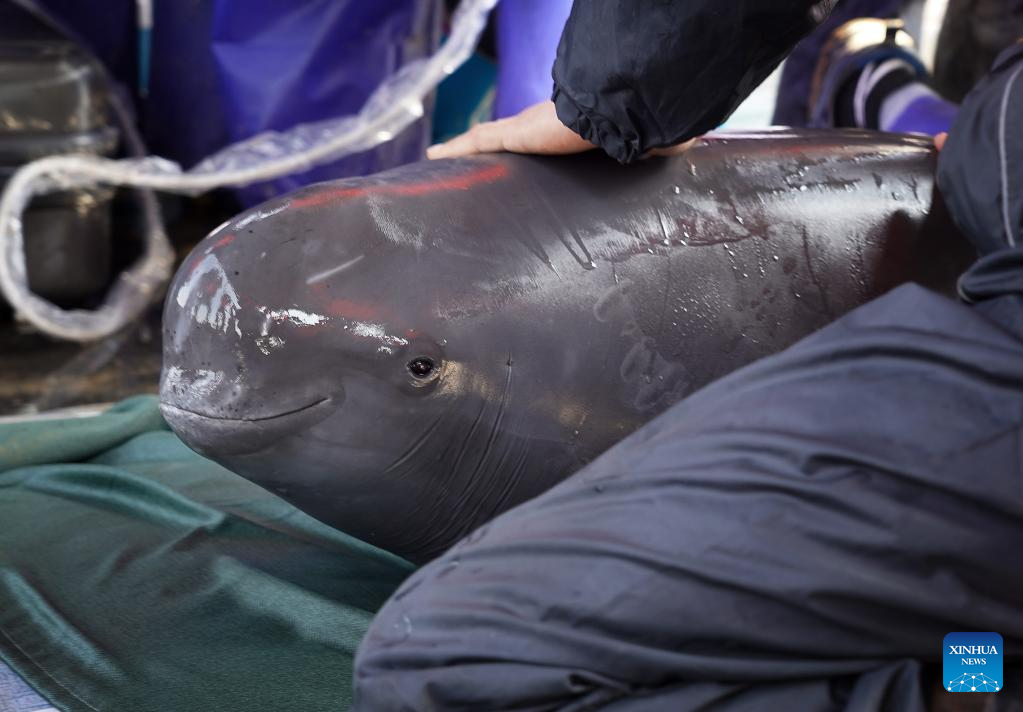 Two Yangtze Finless Porpoises Transferred to E China's Poyang Lake
