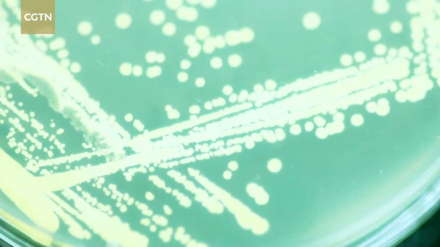 Antibiotic-producing Bacteria Part of New Life Science Studies at China Space Station