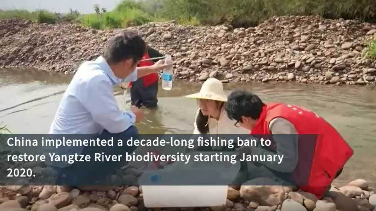 10-Year Fishing Ban Effective in Improving Aquatic Biodiversity along Yangtze River: Expert