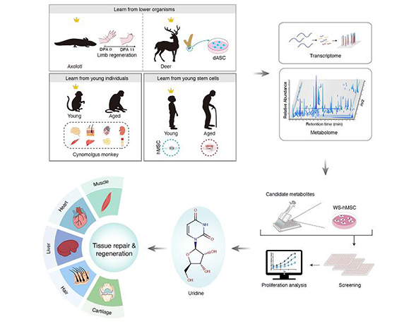Endogenous Metabolite Promotes Multiple Tissue Regeneration and Delays Aging