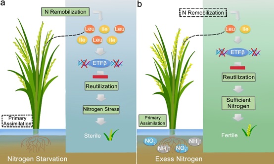 New Findings Uncover Impact of Nitrogen Nutrition on Plant Meiosis Initiation