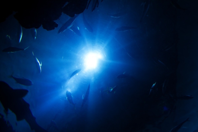 Researchers Unveil How Deep-sea Bacteria Sense Blue Light