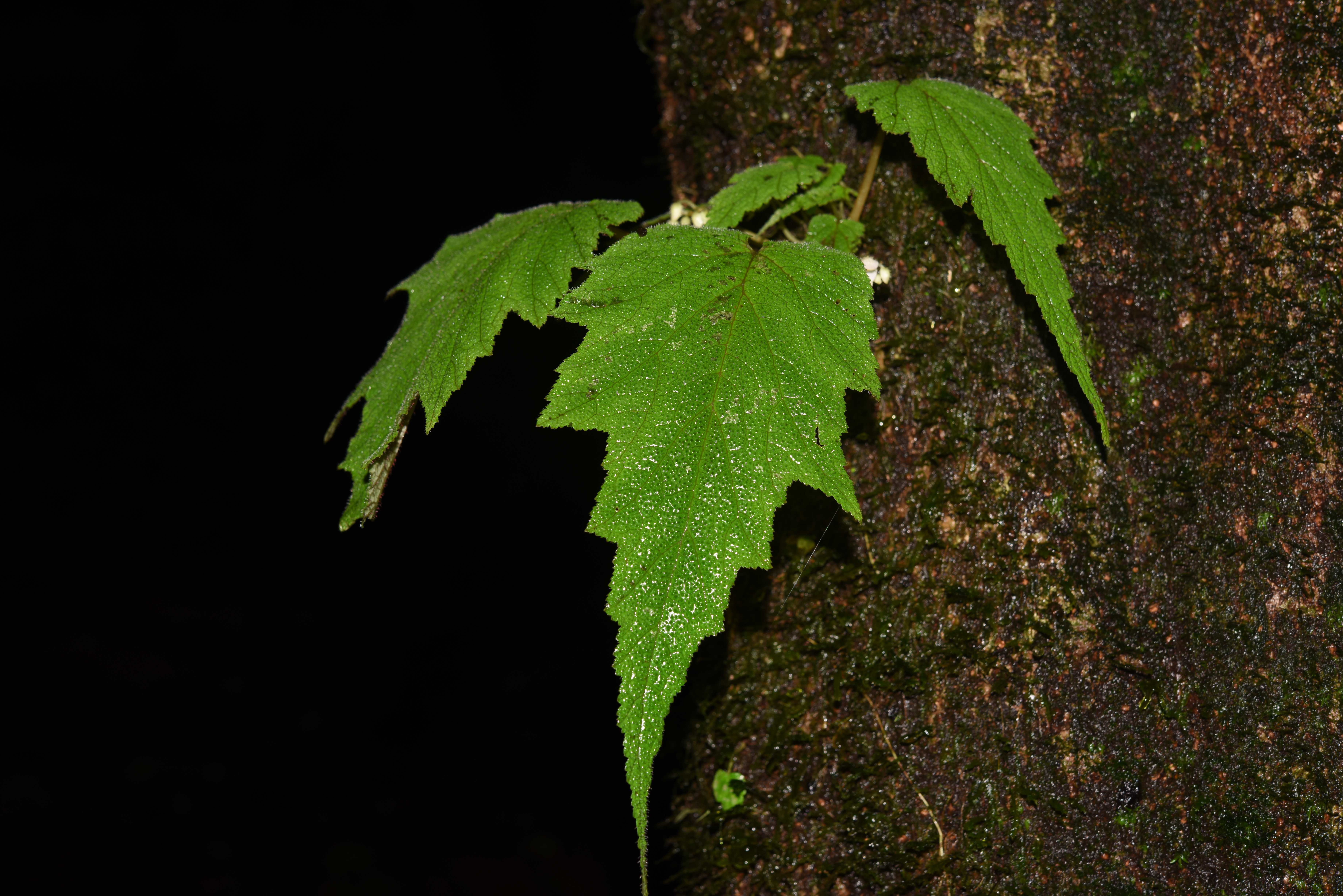 <EM>Begonia hymenophylloides</EM> Rediscovered and Described as New Record in China