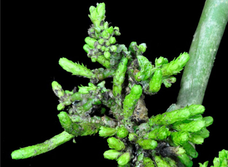 Study Reveals Working Model of Flowering Regulator Network in <em>Jatropha curcas</em>