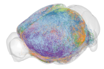 Chinese Researchers Achieve Neuroscience Breakthrough