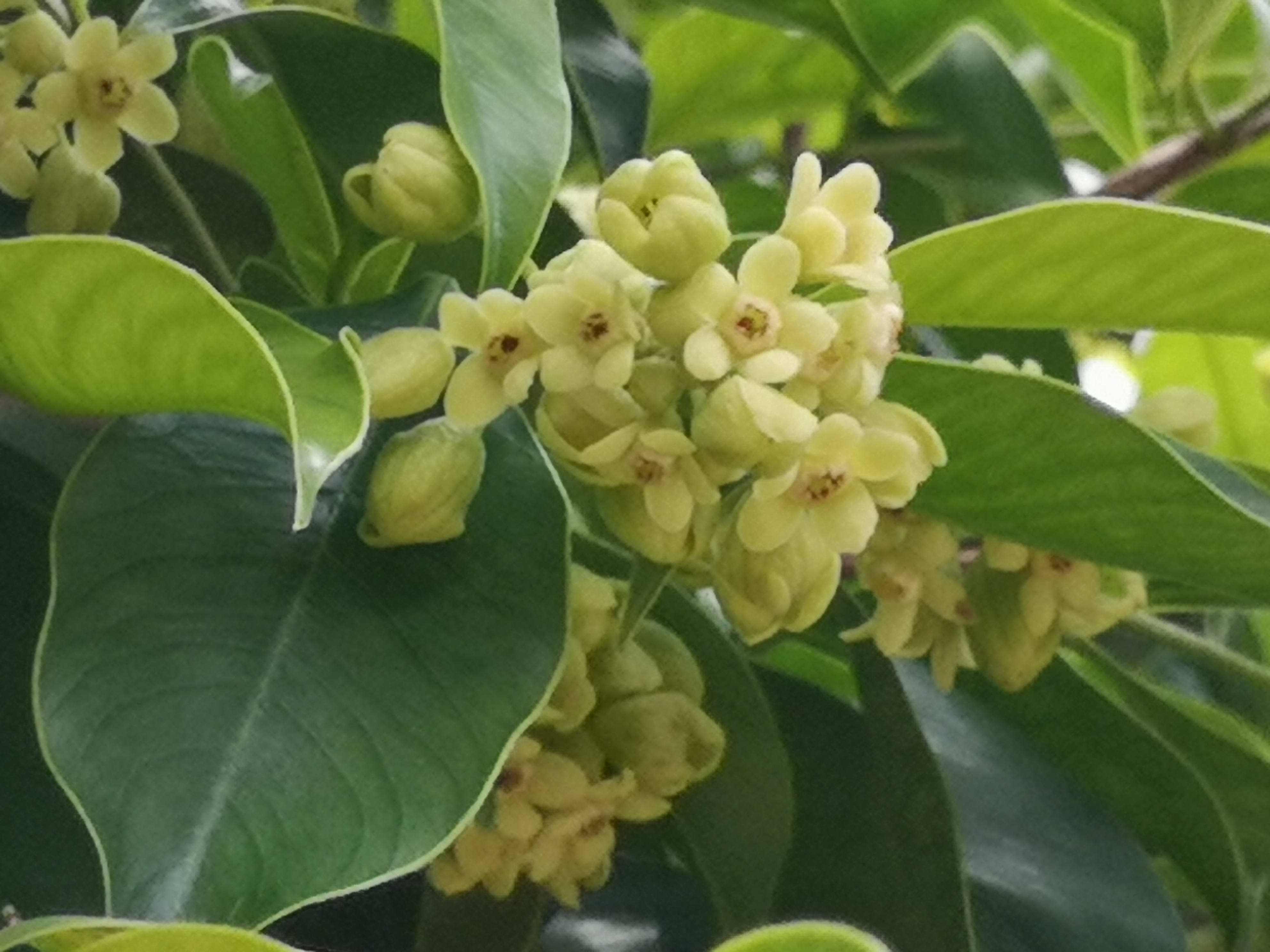 Chinese Experts Discover Antitumor Activities in Flower Constituents