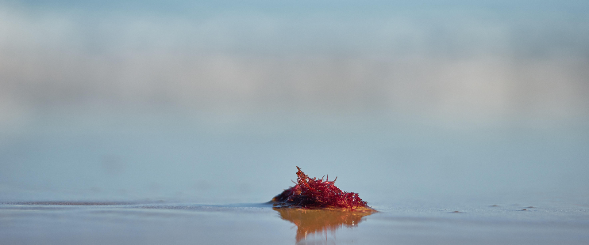 Animal Role in Algae Fertilization Identified