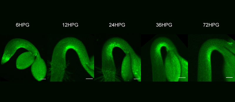 Researchers Uncover Mystery of Apical Hook Formation for Seedling Emergence
