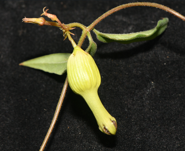 New <em>Ceropegia</em> Species Reported from Yunnan, China