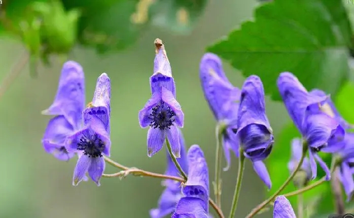 Study Explores Potential Root Microbiota Influencing Alkaloidal Metabolome of Medicinal Herb