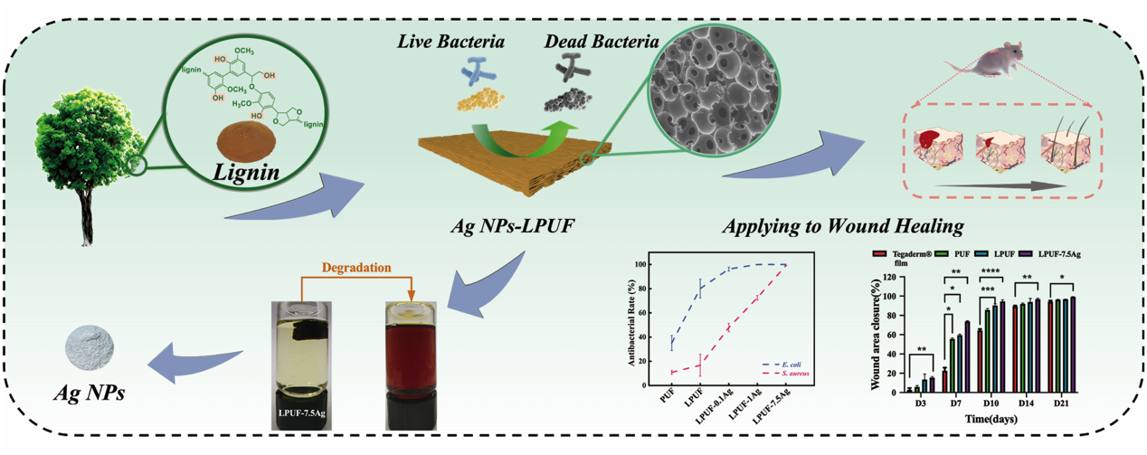 Antibacterial Lignin-based Foam Developed for Wound Healing