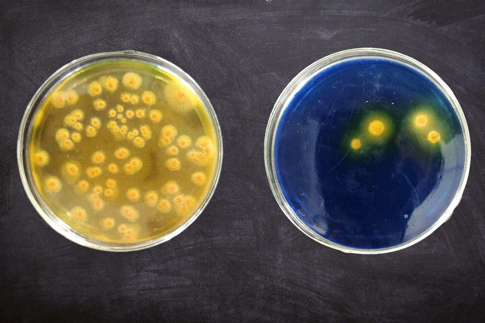 Scientists Synthesize Terpenoids with Microbial Consortium