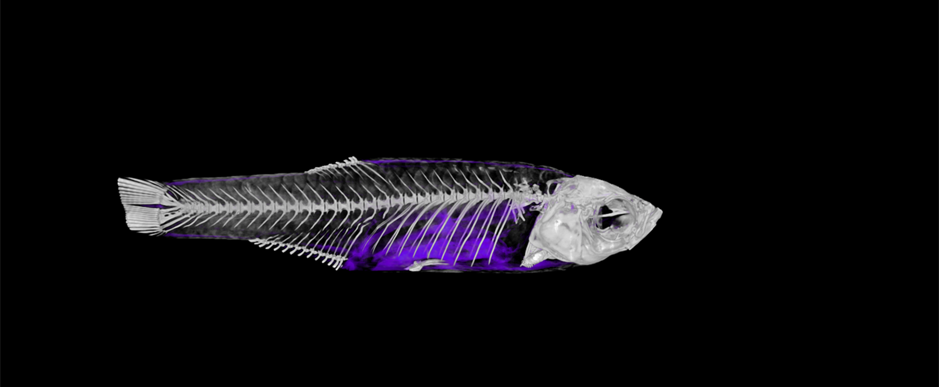 Dietary Inclusion of Seabuckthorn Mitigates Fish Foodborne Enterohepatitis