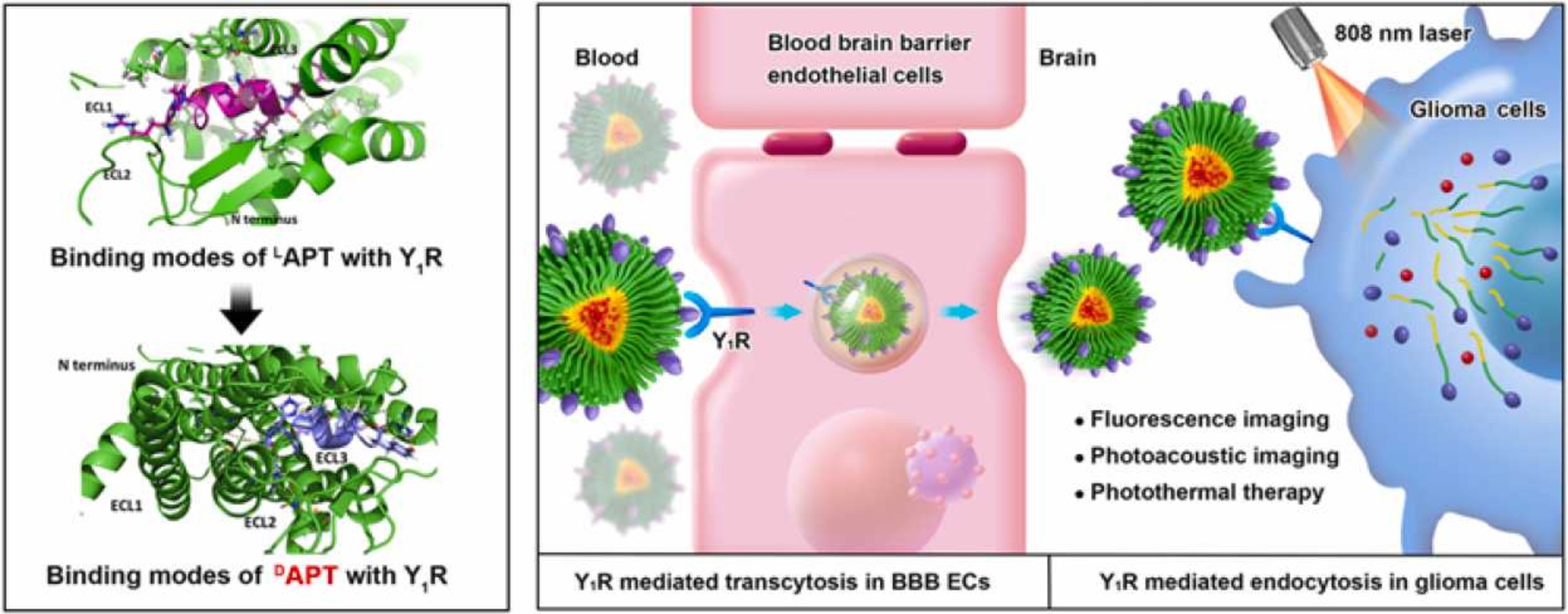 D-peptide Ligand of Y<sub>1</sub> Receptor Developed for Targeting Gliomas