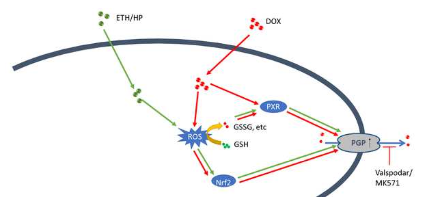 Scientists Reveal Inducement of Non-specific Occurrence of Multidrug-resistance