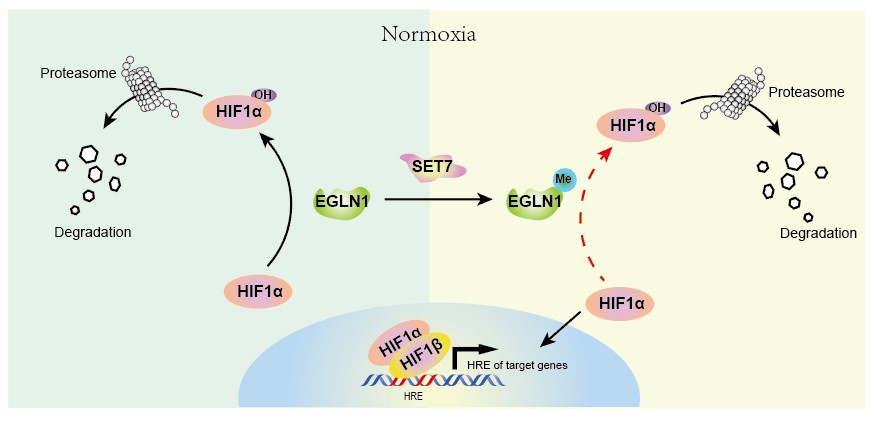 Researches Reveal Novel Regulation of Major Oxygen Sensor, EGLN1