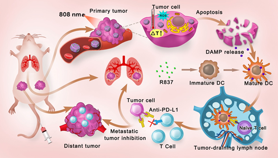 Scientists Develop Light-triggered Multifunctional Nanoplatform for Efficient Cancer Photo-immunotherapy
