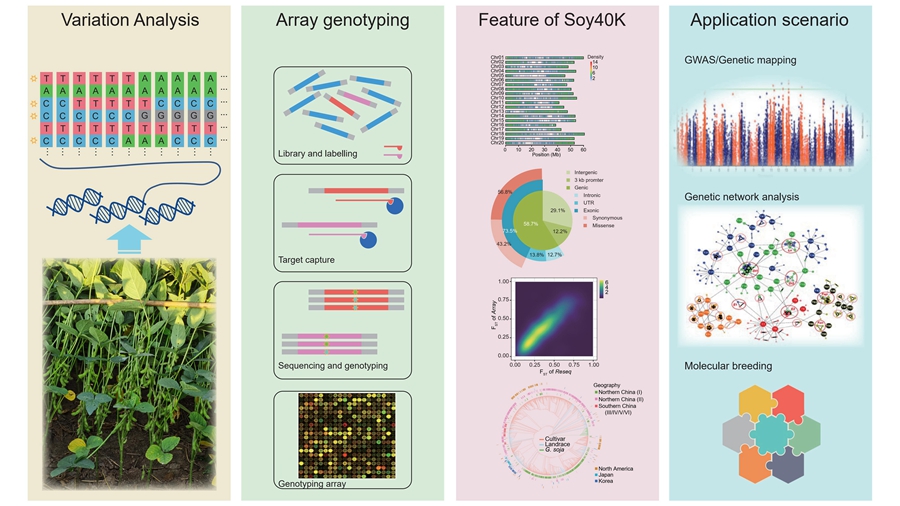 Highly Flexible and Low-cost Soybean SNP Array Developed