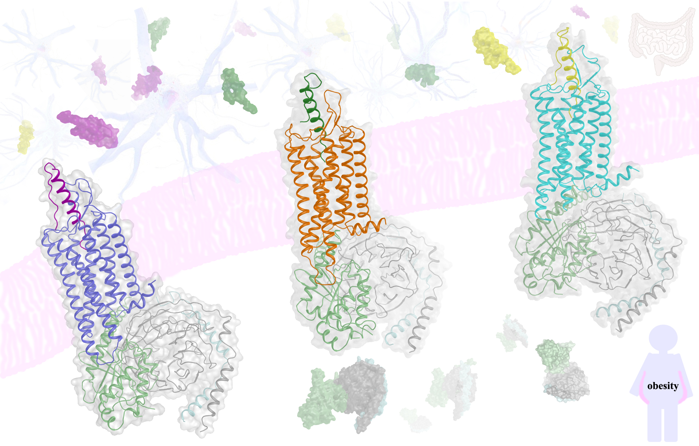Researchers Reveal Receptor-specific Recognition Modes of Neuropeptide Y