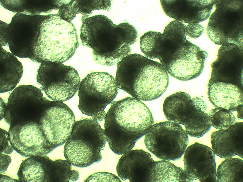 Autism-associated Protein POGZ Controls ESCs and ESC Neural Induction by Association with esBAF