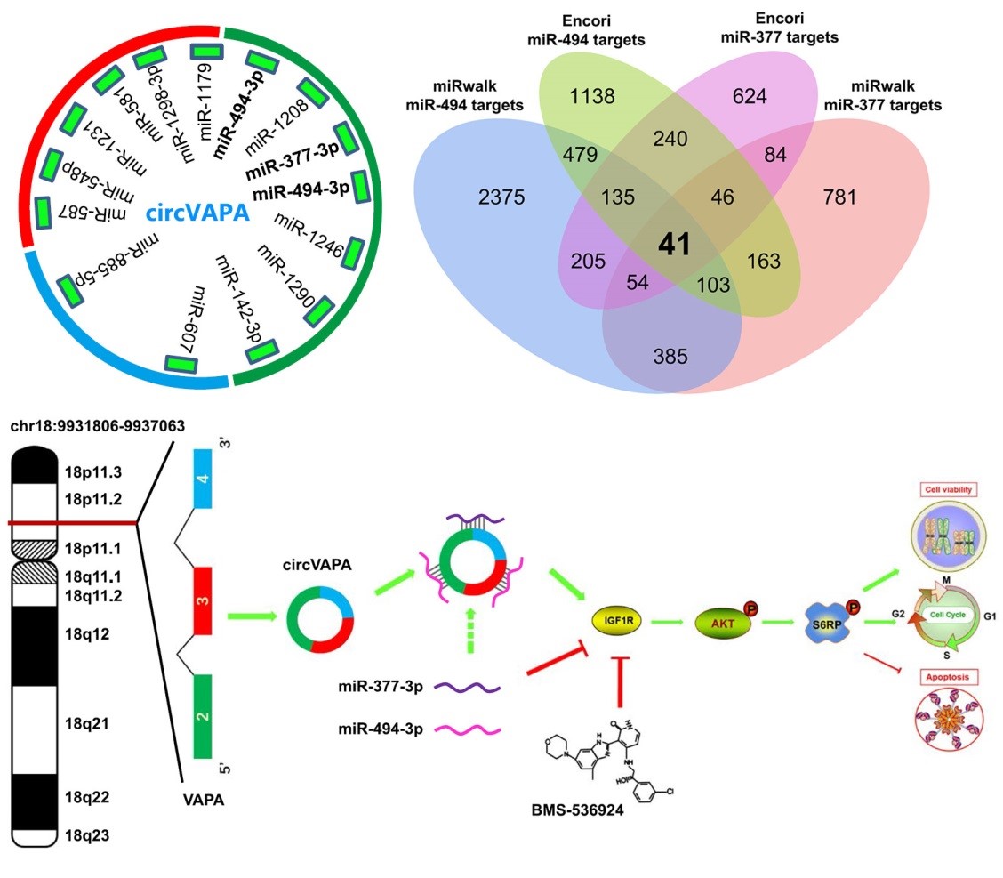 Circular RNA Found to Promote Progression of Small Cell Lung Cancer