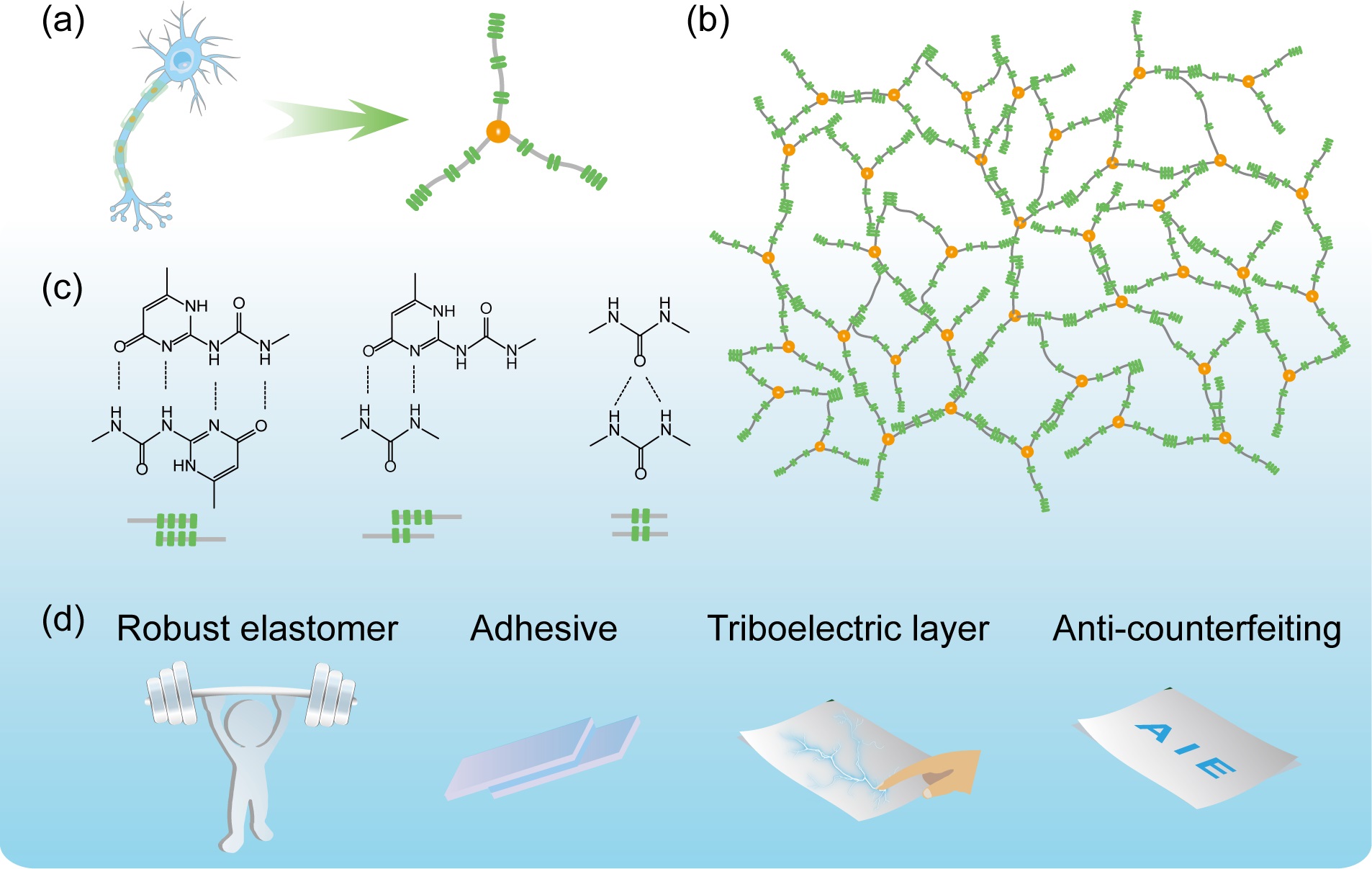 Researchers Develop Neuron-inspired High-performance All-around Telechelic Polymer