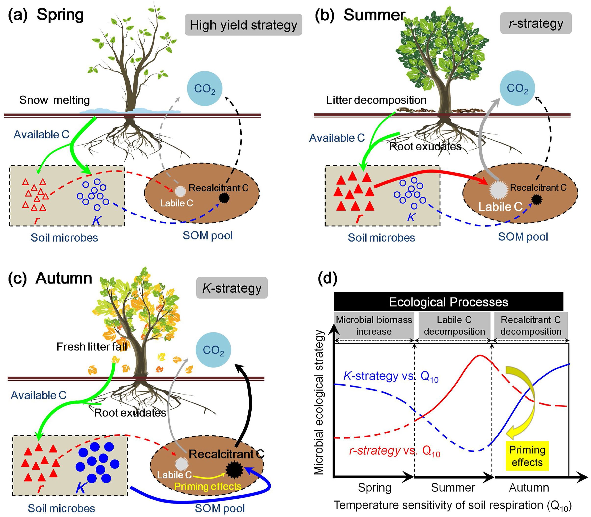 Underlying Microbial Mechanisms Driving Temperature Sensitivity of Soil Respiration Vary by Season