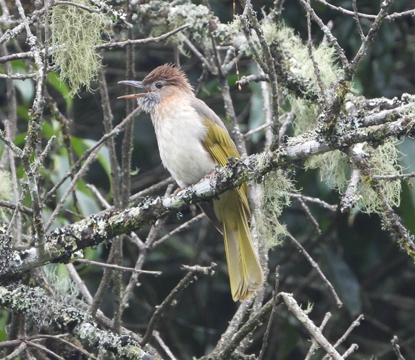 Topographic Complexity Is the Most Significant Factor Influencing Bird Acoustic Indices in Tropical Forest